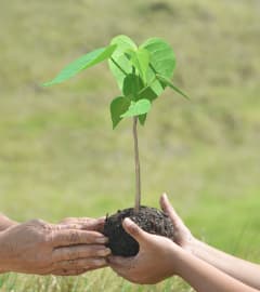 Hawaiian Legacy Reforestation Initiative