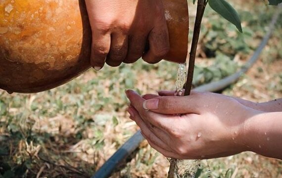 レガシー・ツリーの木に水をやる様子