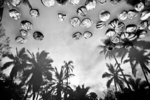 水面に浮かぶココナッツのモノクロ写真。その下の水面には、高いヤシの木と雲の多い空が映り込んでいます。
