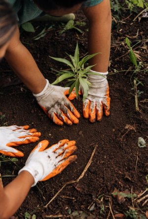 Sustainability and Community